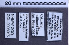 Etiketten zu Calais wittmeri (NHMW-ZOO-COL-0008015)